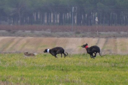 Cazadores participes en las finales regionales de caza en Medina del Campo