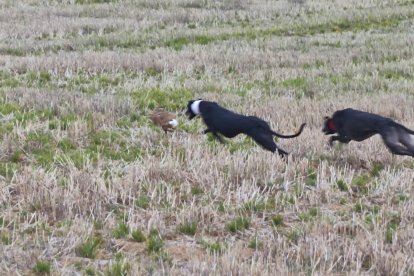 Campeonato nacional de galgos y copa del rey 2026