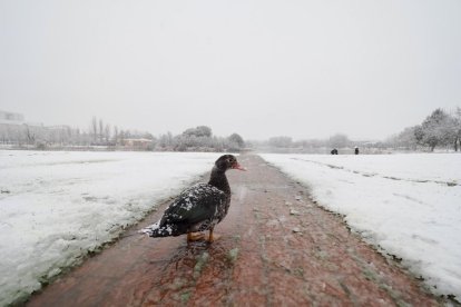 Nieve en la zona del lago en Laguna de Duero.