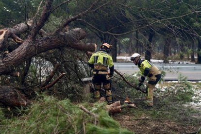 Los Bomberos retiran un gran pino desplomado en el Pinar.