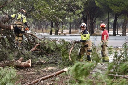 Los Bomberos retiran un gran pino desplomado en el Pinar.