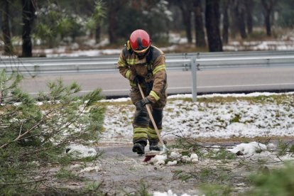 Los Bomberos retiran un gran pino desplomado en el Pinar.