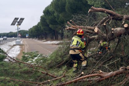 Los Bomberos retiran un gran pino desplomado en el Pinar.
