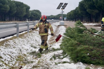 Los Bomberos retiran un gran pino desplomado en el Pinar.