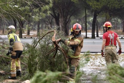 Los Bomberos retiran un gran pino desplomado en el Pinar.