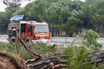 Los Bomberos retiran un gran pino desplomado en el Pinar.