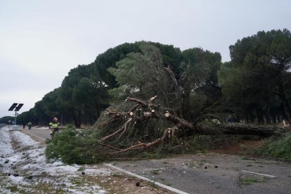 Los Bomberos retiran un gran pino desplomado en el Pinar.