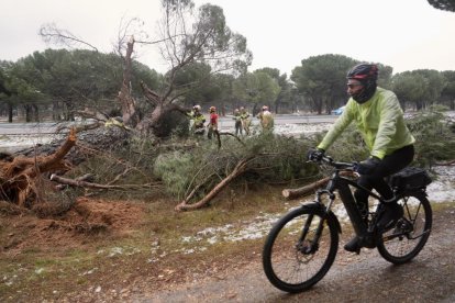 Los Bomberos retiran un gran pino desplomado en el Pinar.