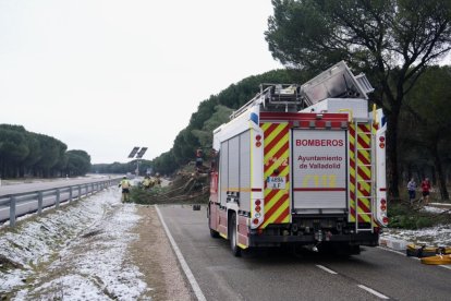 Los Bomberos retiran un gran pino desplomado en el Pinar.