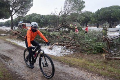 Los Bomberos retiran un gran pino desplomado en el Pinar.