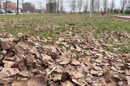 Hojas en el suelo de un parque de Valladolid