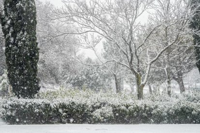 La borrasca Kristin cubre Valladolid capital de nieve