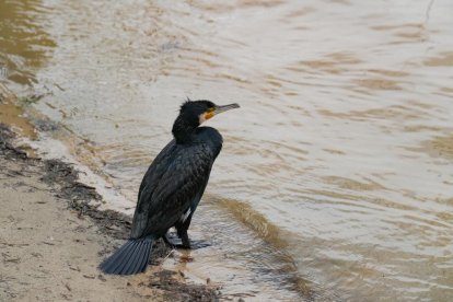 Crecida del río Pisuerga a su paso por Valladolid