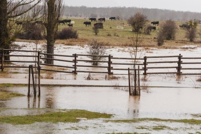 Crecida del Duero a su paso por San Miguel del Pino y Tordesillas