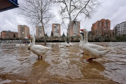 Subida del caudal del Pisuerga a su paso por las Moreras.