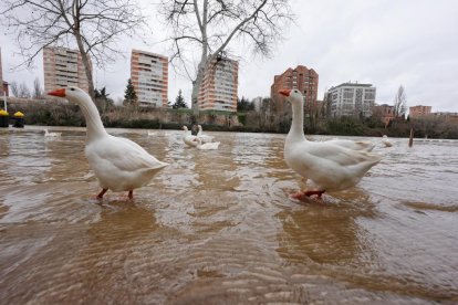 Subida del caudal del Pisuerga a su paso por las Moreras.