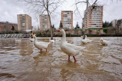 Subida del caudal del Pisuerga a su paso por las Moreras.
