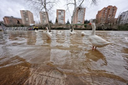 Subida del caudal del Pisuerga a su paso por las Moreras.