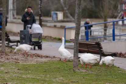 Subida del caudal del Pisuerga a su paso por las Moreras.
