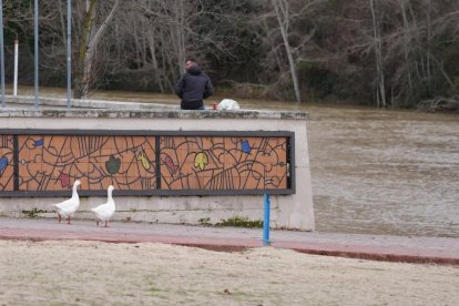 Subida del caudal del Pisuerga a su paso por las Moreras.