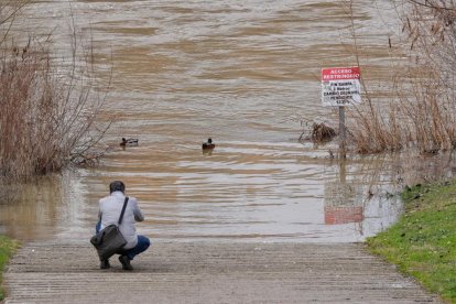 Subida del caudal del Pisuerga a su paso por las Moreras.