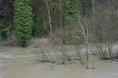 Un hombre observa el Cega a su paso por Megeces en Valladolid.