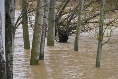 Un hombre observa el Cega a su paso por Megeces en Valladolid.