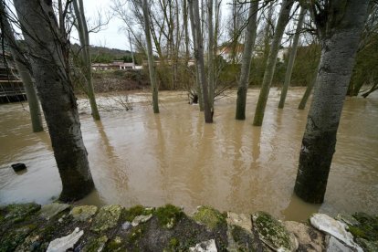 Un hombre observa el Cega a su paso por Megeces en Valladolid.