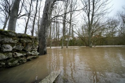 Un hombre observa el Cega a su paso por Megeces en Valladolid.