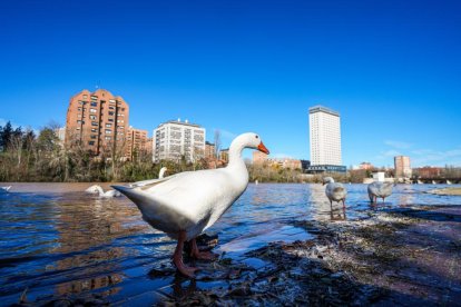 El río Pisuerga a su paso por la capital vallisoletana.