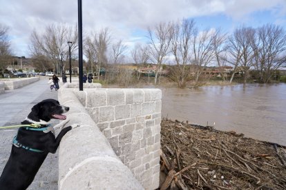 Aumento del caudal del río Pisuerga a su paso por la localidad vallisoletana de Simancas.