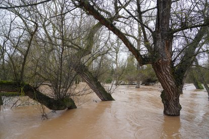 Río Duero a su paso por la localidad vallisoletana de Quintanilla de Onésimo