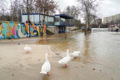 El río Pisuerga crece a su paso por Valladolid.