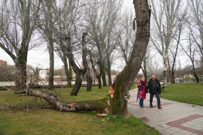 El río Pisuerga crece a su paso por Valladolid.