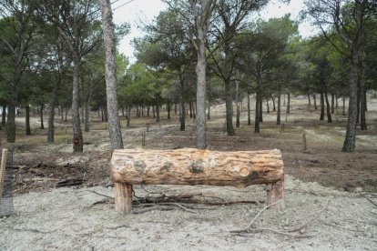 Restauración ambiental del cerro de San Cristóbal.