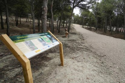 Restauración ambiental del cerro de San Cristóbal.