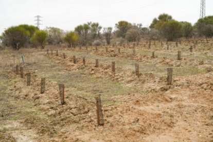 Restauración ambiental del cerro de San Cristóbal.