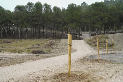 Restauración ambiental del cerro de San Cristóbal.