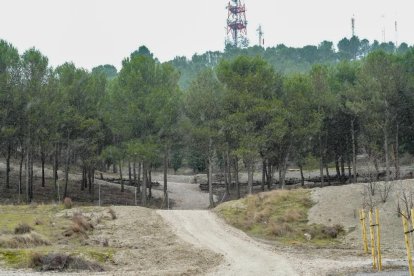 Restauración ambiental del cerro de San Cristóbal.