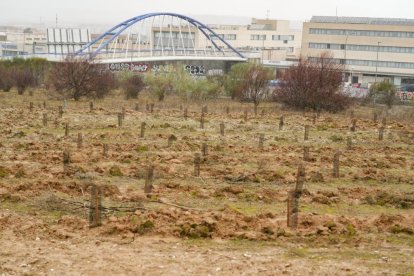 Restauración ambiental del cerro de San Cristóbal.