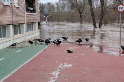 Patos fuera del río Duero en Tudela