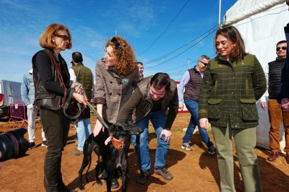 Alfonso Fernández Mañueco visita la localidad vallisoletana de Nava del Rey, para asistir al Campeonato de España de Galgos