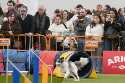 19 edición de Fimascota.