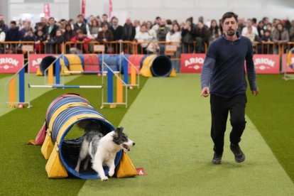 19 edición de Fimascota.