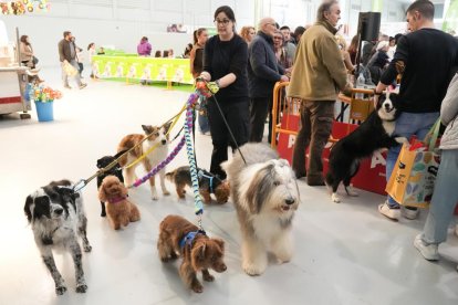 19 edición de Fimascota.