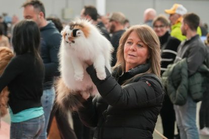 19 edición de Fimascota.