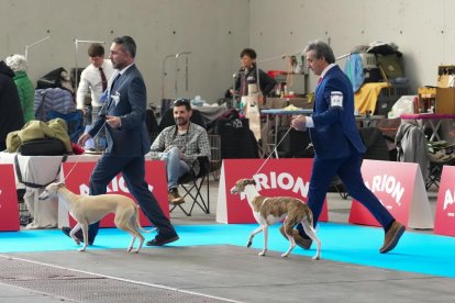 19 edición de Fimascota.