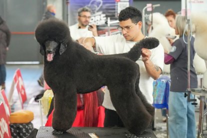 19 edición de Fimascota.