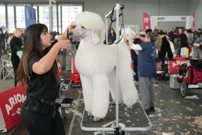 19 edición de Fimascota.