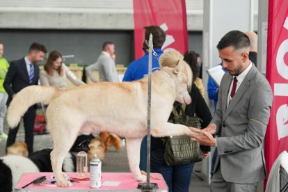 19 edición de Fimascota.